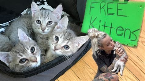 Free kittens for free - Search for cats for adoption at shelters. Find and adopt a pet on Petfinder today.